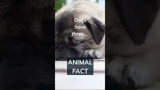 Are you a dog or cat person? Tell us why I'm the comments below 👇 #shorts#cuteanimals
