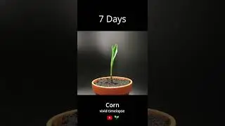 I planted a corn seed | time lapse