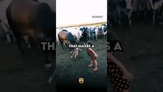 que vois tu dans cette vidéo ? #dogs #chien #pitbulldog #rednosepitbull #cow