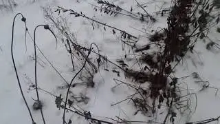 16 11 14 Заячьи следы на снегу. Лепота.