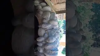 Усадьба Лебедь Турочак Республика Алтай Часть 334 #Shorts