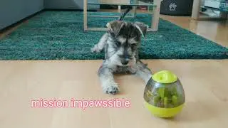 My dog reacts to her New Egg Toy!!