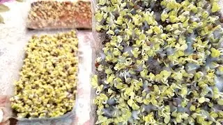 👩🏻‍🌾🌱🌱MOLD ON MICROGREENS. Mold or...?
