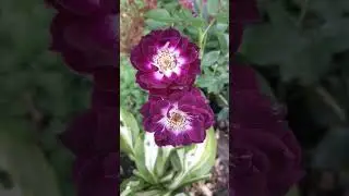 Троянда Даймонд Айс (мініатюрна)