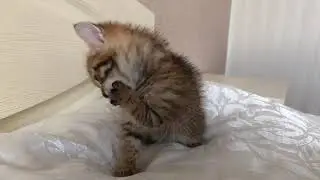 Маленький котенок умывается Kitten clearing itself