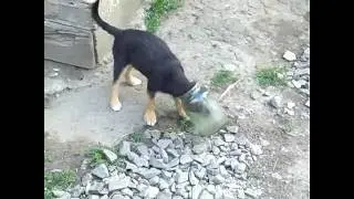 Дети есть дети... даже если они щенки.
