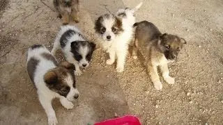 Бездомные животные