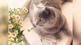 Шотландская прямоухая Умка