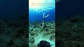 Free diving up close with manta rays in Apo Reef! #shorts #freediving #philippines #sports