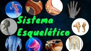✅✅ SISTEMA ÓSEO Esqueleto Axial y Apendicular - Tipos de Hueso, Clasificación, Función