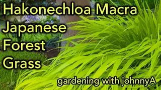 How To Grow Hakonechloa macra or Hakone Grass - Japanese Forest Grass