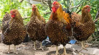 Gold Laced Wyandotte Chickens | Dual Purpose Eye Candy