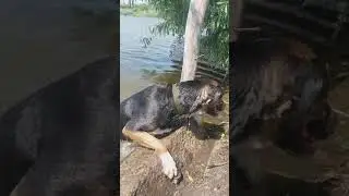 собаки плавают в озере