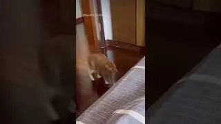 Cat jumps on hind legs, Cute Animals 😻