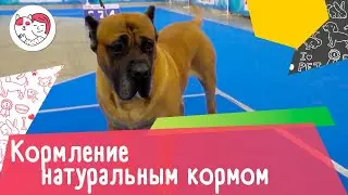 5 плюсов кормления собаки натуральным кормом