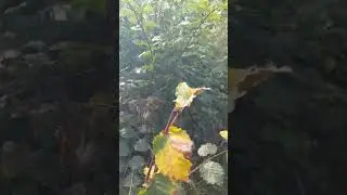 Особо красивое место для картины ...#образование #осень2024 #подпишись