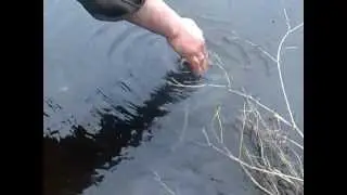Ручной сом Гоша. Часть 2