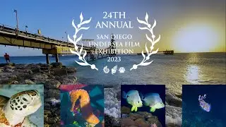 Bonaire Night Life - San Diego Undersea Film Exhibition