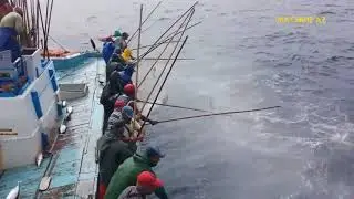 Amazing Fast Tuna Fishing Skill, Catching Fish Big on The Sea❤️