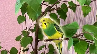 Boy or girl budgie?  How to determine gender?