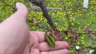 Моніліоз та кучерявість. Чи вдалось врятувати сад?