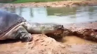Turtle🐢 saves a fish from death✨