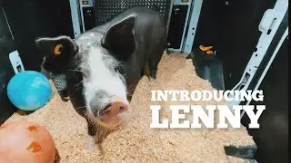Meet Leonard, our newest rescue!