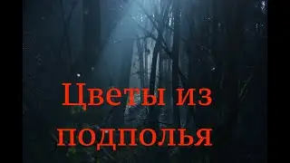 Страшные истории на ночь - Цветы из подполья (Истории октября)