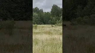 ОГРОМНЫЙ ЛОСЬ встретился на РЫБАЛКЕ В КАРЕЛИИ 