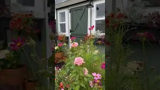 Hello June☔️ #rain #garden #backyard #texas #spring #june2024 #sheshed #flowers #short
