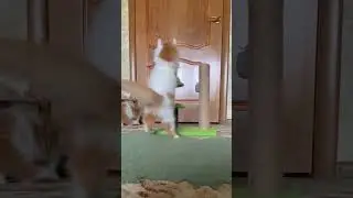 #котята