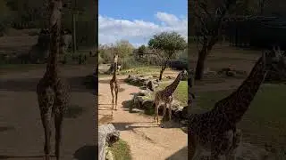 Giraffes at the Waco Zoo