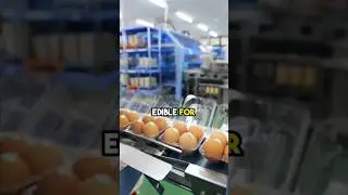 Why Japanese Can Eat Raw Eggs Safely