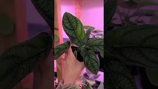 Plant Shopping at The Plant Ward in Worcester, MA 🌿 part 2 #jaclynnsjungle #plantshopping #plants