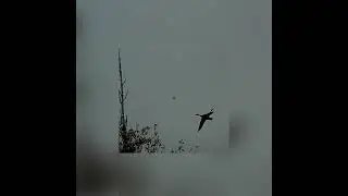 Охота на уток. Запись с камеры ShotKam