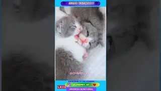 Animais fofinhos!!! 😍
