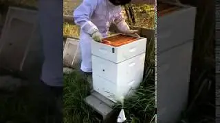 Honey Extraction - Emily Akradi