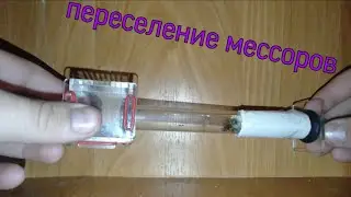 Переселение моей колонии messor и их кормление!