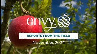 Envy Apples 