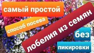Самый простой способ посева лобелии без пикировки/Как посеять ампельную лобелию
