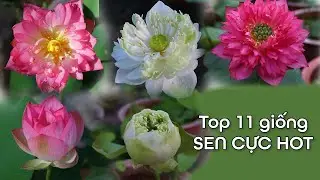 Cùng khám phá top 11 giống sen cực đẹp hot nhất hiện nay
