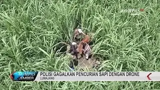 Polisi Gagalkan Pencurian Sapi Dengan Drone