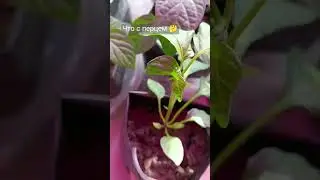🌿 перец, что не так 🤣 