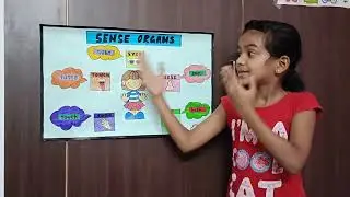 Sense Organs Project || Chart on Sense Organs || Explanation of their Uses