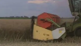 Сбор урожая горчицы 2019/ Mustard Harvest 2019 CLAAS LEXION 480 TT