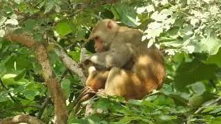 VIDEO #EXCLUSIVO COMO VIVER OS MACACOS NATUREZA