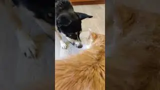 Собаки тоже любят траву 🐶😹😹#cat #pet #funnypet #мой кот#моя собака #funnyanimal #кот и собака