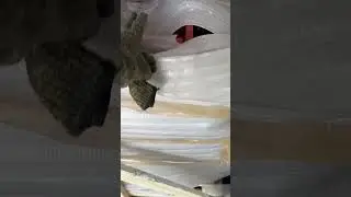 Грузовая Иж планета 5 .