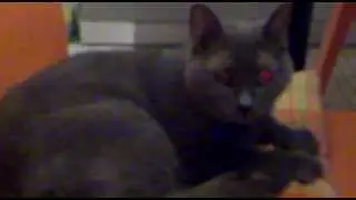 Virgola, dolce felino!