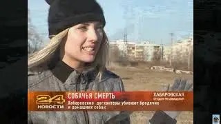 Собаки зимой   2024